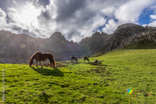  Horses near Maraña Leon Spain, with the Mampodre mountains behind