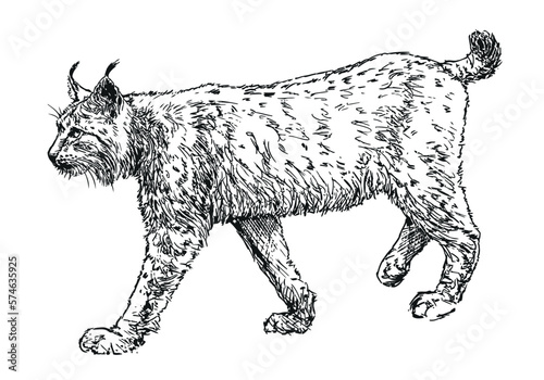 lynx - feline beast Eurasian lynx, hand drawn black and white vector illustration on white