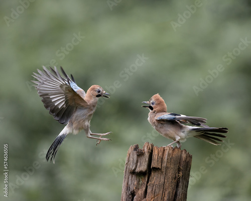jays Squabbling