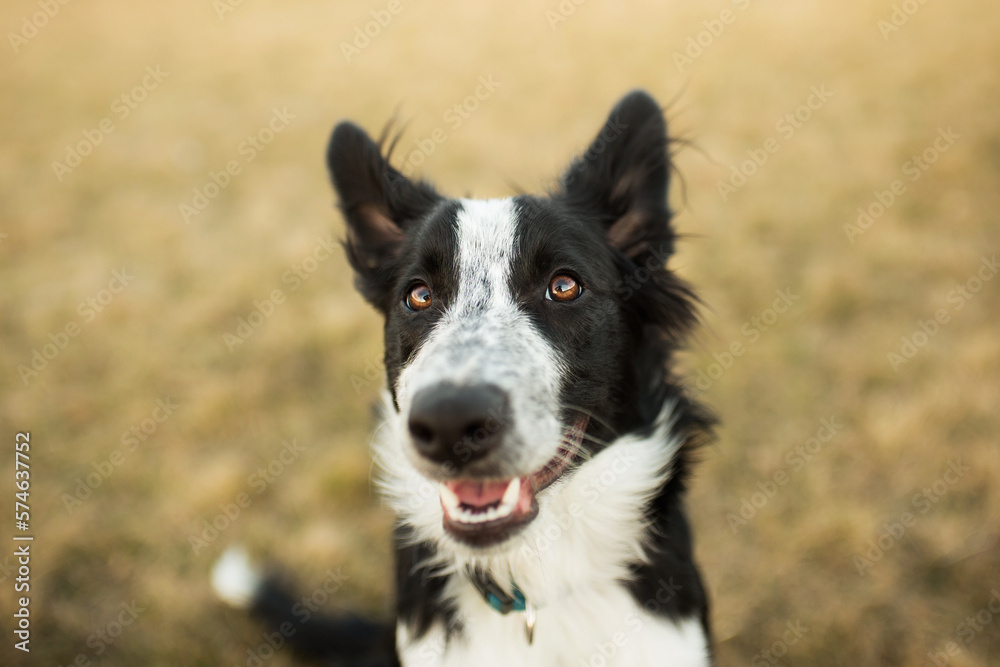 cute border collie puppy dog close up portrait smiling