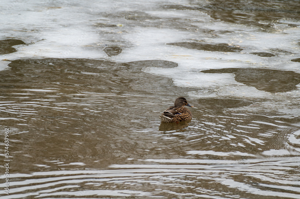 Wild adult female Mallard Ducks Anas platyrhynchos swimming in a frozen river Wild adult female Mallard Ducks Anas platyrhynchos swimming in a frozen river