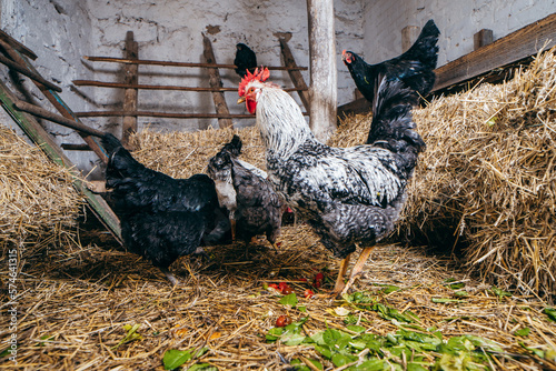 Group of chickens in coop photo