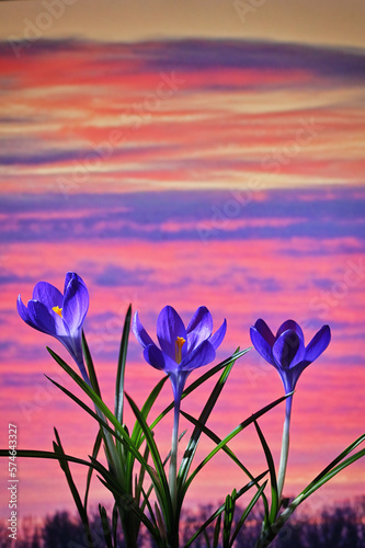 Purple Crocus Growing In Garden at Sunset photo