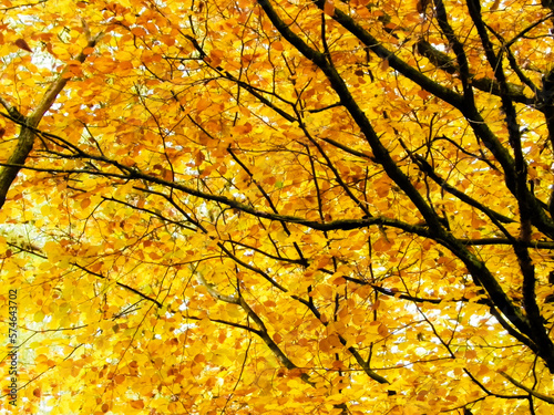 Branches of autumnal trees as nature background.