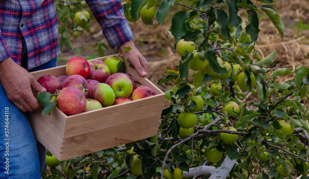 the farmer collects apples in the garden in a wooden box.