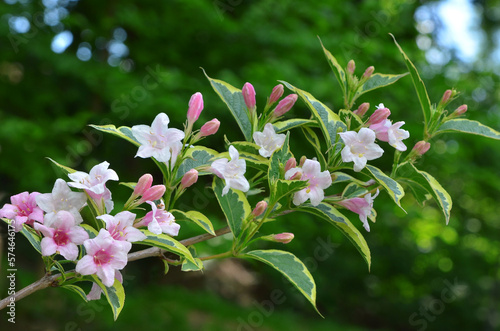  Branch with pink flowers from Abelia grandiflora ‘Edward Goucher’ shrub in the summer garden. Landscaping ,gardening concept. Free copy space. photo