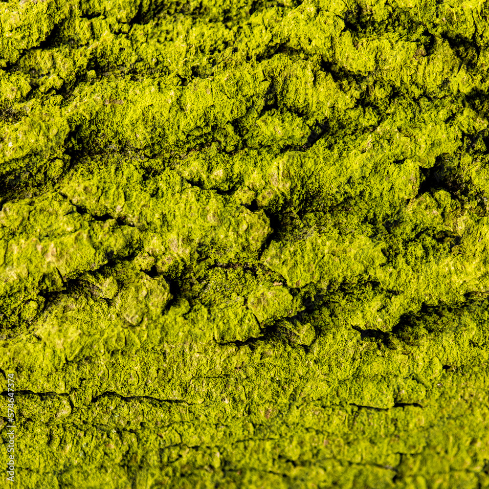 texture of the bark of an old tree, covered with a green bloom of algae