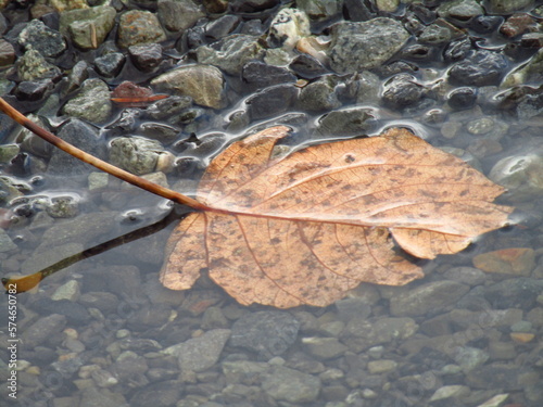 leaf on the water