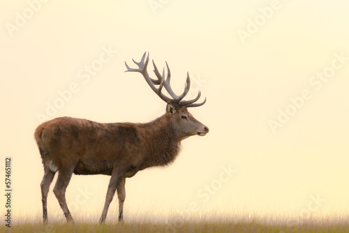 red deer walking in the meadow in the soft light of the setting sun  cervus elaphus