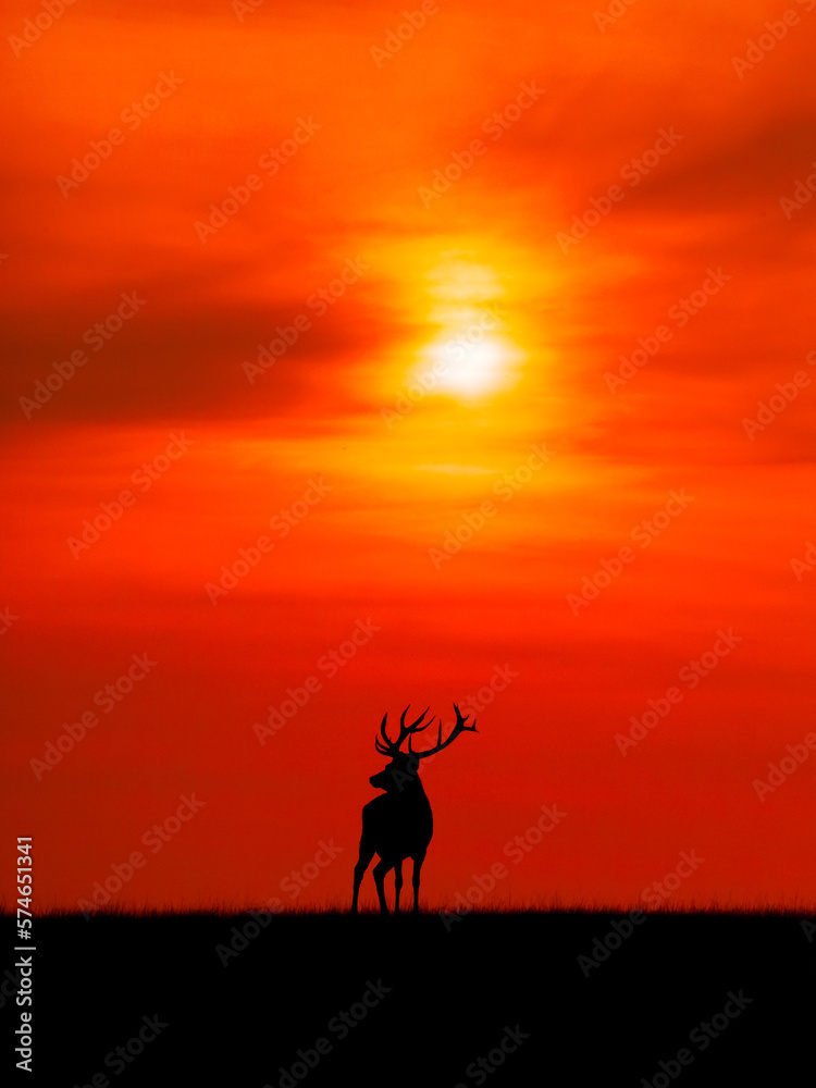 red deer silhouette on the horizon line at the sunset, cervus elaphus