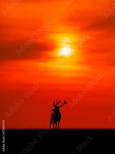 red deer silhouette on the horizon line at the sunset, cervus elaphus