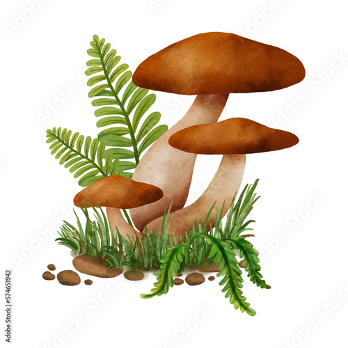 forest mushroom set autumn colorful botanical realistic cute watercolor