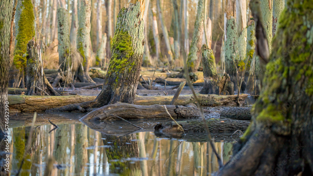 alder trunks covered with moss in a flooded area alder trunks covered with moss in a flooded area