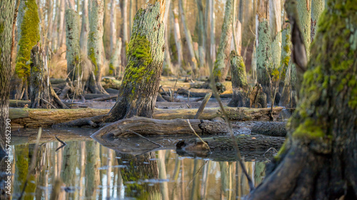 alder trunks covered with moss in a flooded area