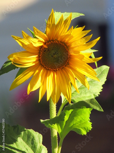 sunflower in the garden