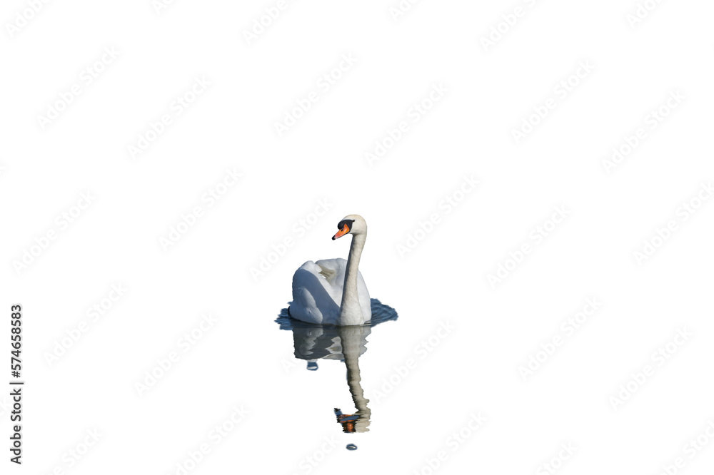 Front view of a mute swan in png transparency Front view of a mute swan in png transparency