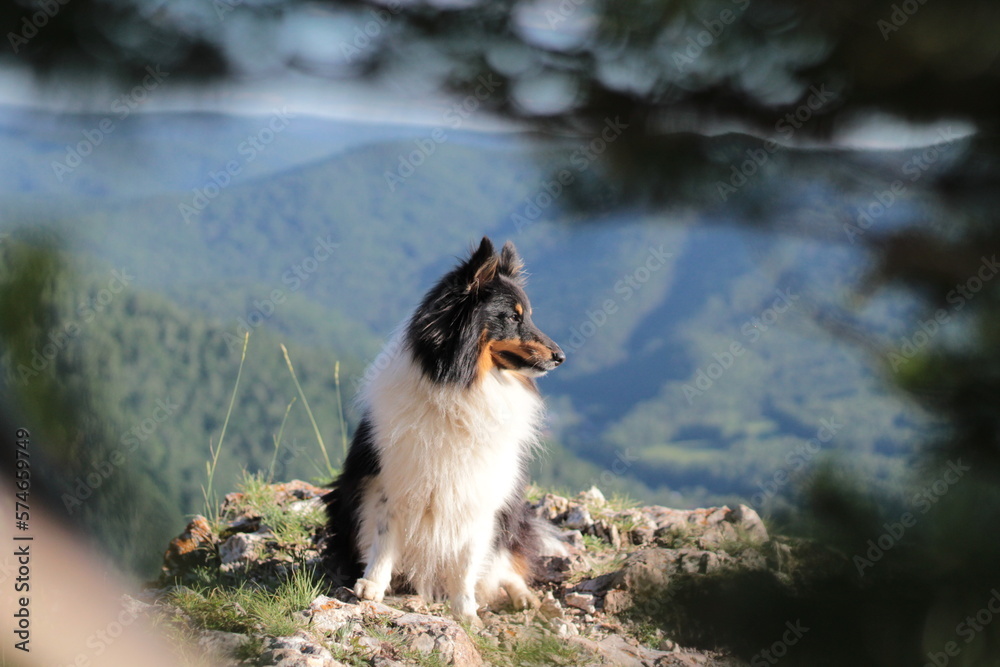 The dog sheltie in the mountains