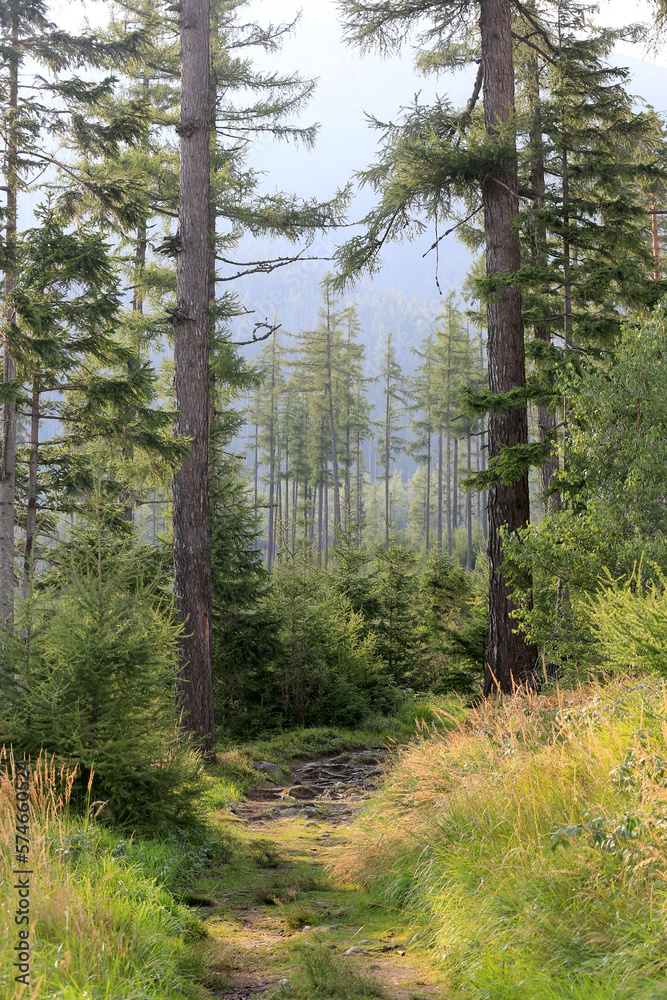 Fototapeta premium pathway in forest