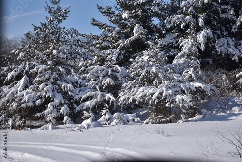 snow covered trees