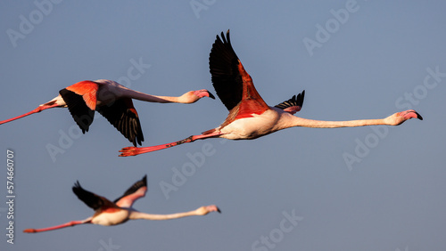 Flamingos in flight in the sky of Camargue, France