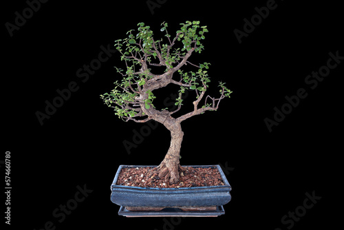 Portulacaria afra isolated large bonsai
