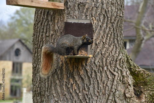 Squirrel in tree
