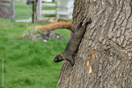 Squirrel in tree