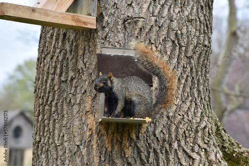 Squirrel in tree