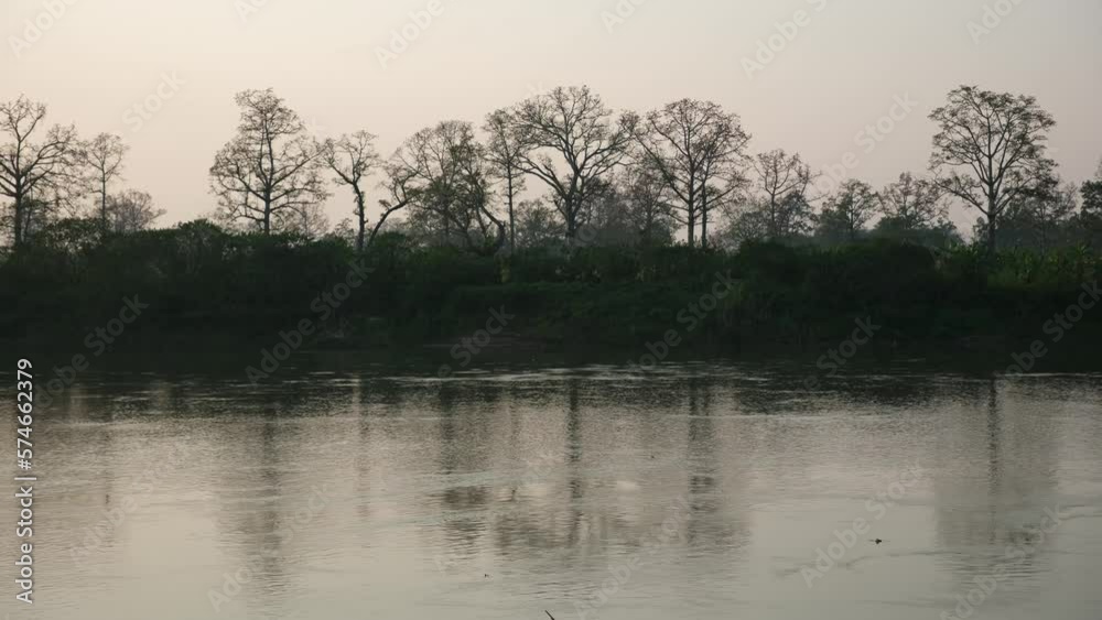 Trees in the forest by the Mekong river
