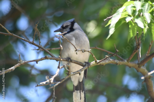 Blue Jay on tree