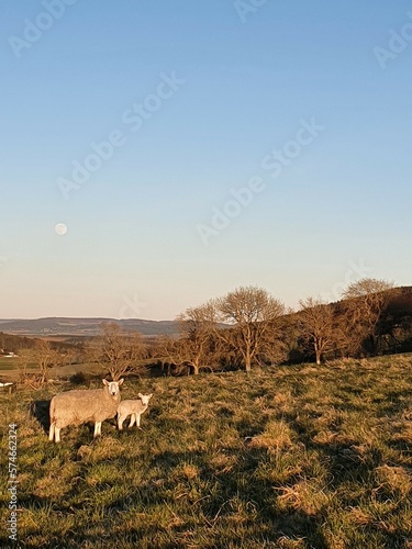 Landscape with sheep and lamb in field, moon in sky, portrait