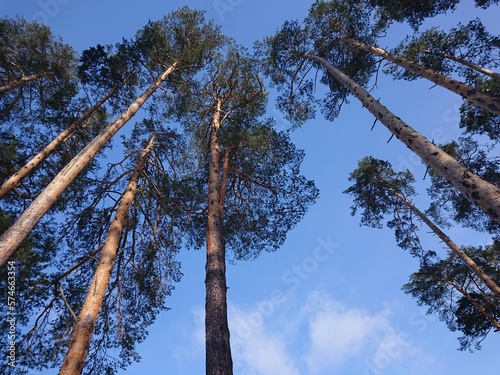 trees in the forest