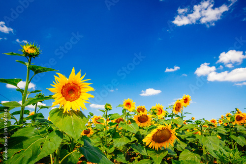 Sonnenblume und blauer Himmel