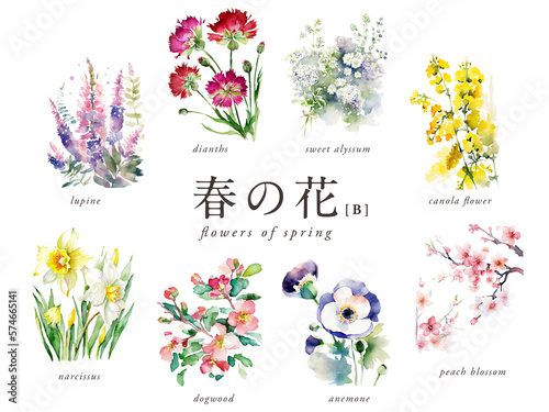 春の花の水彩イラスト8種Bセット／AI画像（ナデシコ・菜の花・ハナミズキ・スイセン・アネモネなど） photo