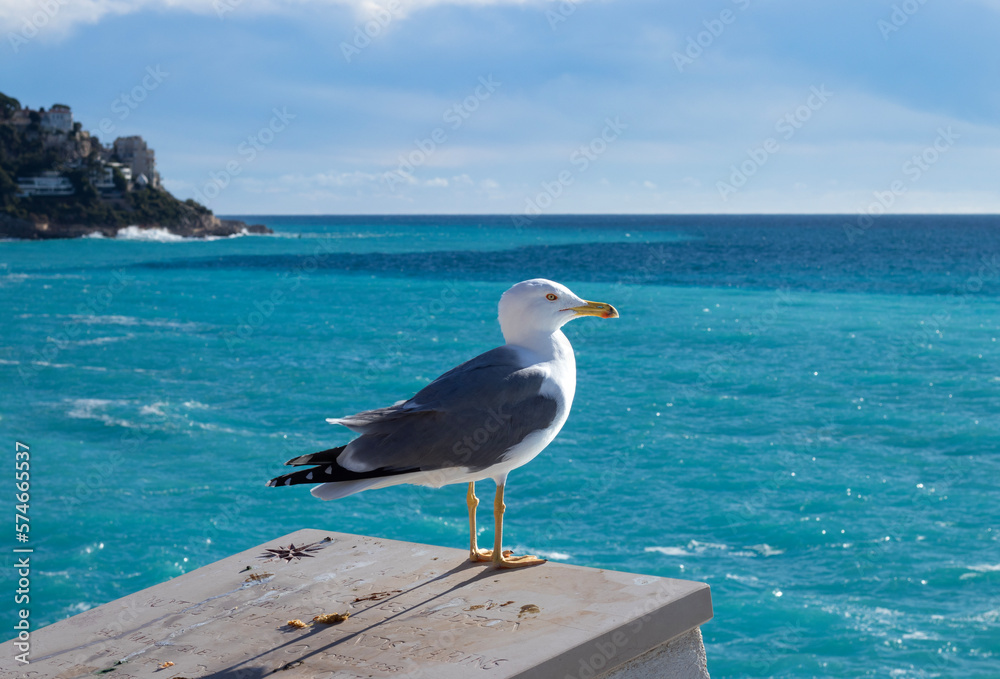 Seagull overviewing the coastline of Nice, France Seagull overviewing the coastline of Nice, France