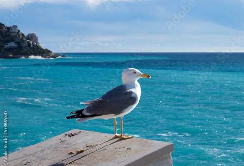 Seagull overviewing the coastline of Nice, France