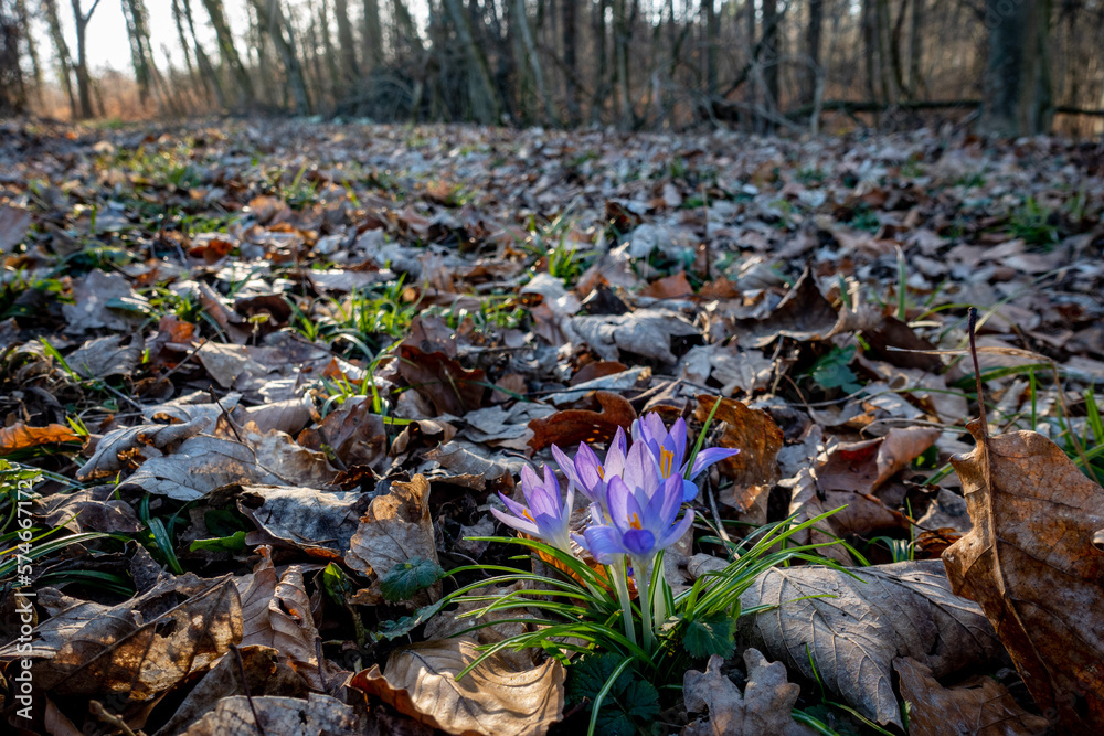 Obraz premium Krokusse