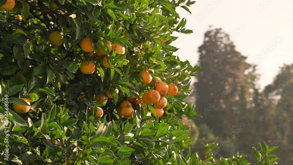Ripe juicy orange tangerines on tree branches. Organic citrus fruit, mandarin, tangerine trees, garden, healthy food. Cultivation of mandarin, farming, agriculture Ripe juicy orange tangerines on tree branches. Organic citrus fruit, mandarin, tangerine trees, garden, healthy food. Cultivation of mandarin, farming, agriculture