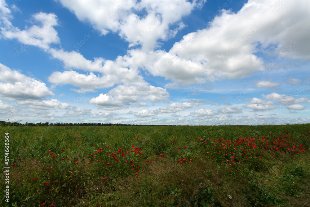 Beautiful summer landscape poppy field and blue sky with clouds Beautiful summer landscape poppy field and blue sky with clouds