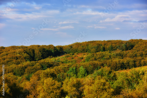 Beautiful trees in a lush green forest on a summer day with blue sky copy space. Vibrant landscape of the woods during autumn outdoors in nature. Peaceful and scenic view of plants and greenery