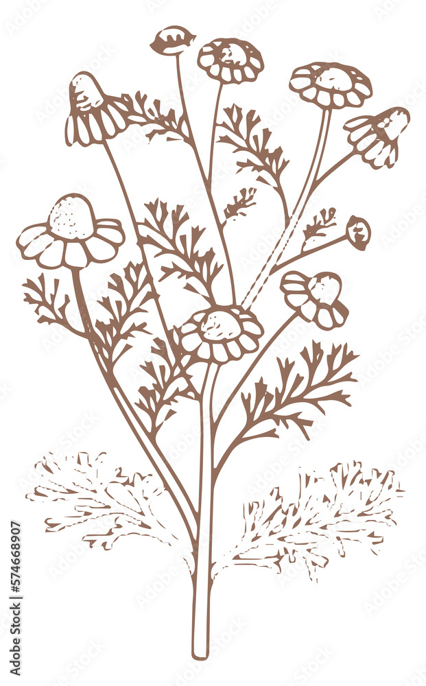 Chamomile botanical drawing. Medical herb. Natural plant Chamomile botanical drawing. Medical herb. Natural plant