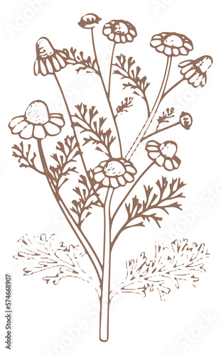 Chamomile botanical drawing. Medical herb. Natural plant