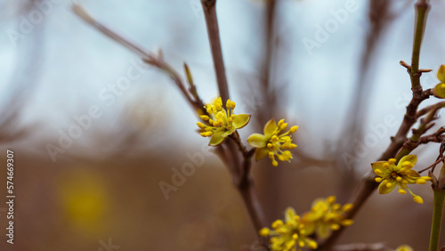Close-up of yellow flowers and buds on a fruit or ornamental shrub.