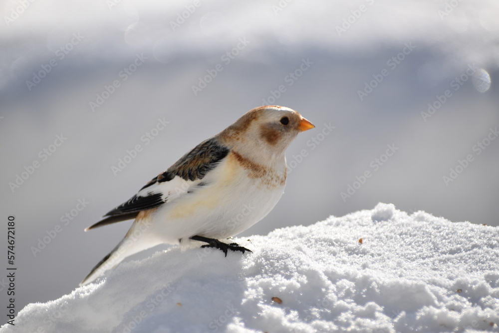 A snow sparrow in winter, Sainte-Apolline, Québec, Canada A snow sparrow in winter, Sainte-Apolline, Québec, Canada