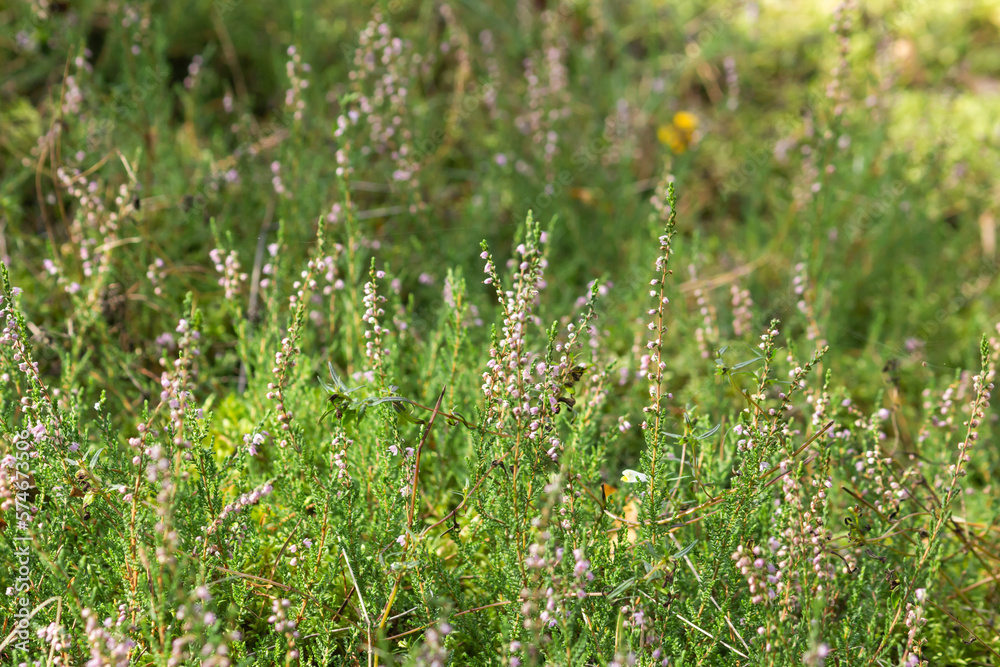 Wild blooming heather bush with purple flowers in the green forest. Calluna vulgaris, heath, ling or simply heather. Wild blooming heather bush with purple flowers in the green forest. Calluna vulgaris, heath, ling or simply heather.