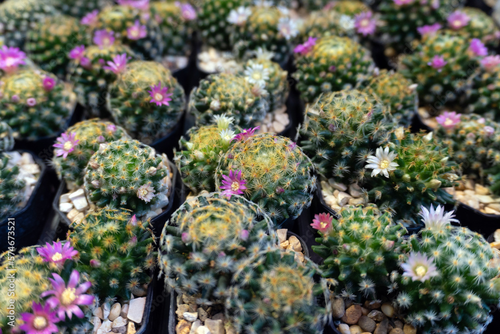 cactus garden with plastic pot cactus garden with plastic pot