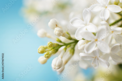 white lilac flower branch on a blue background with copy space for your text