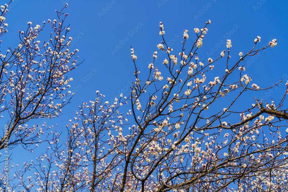 In spring, branches full of apricot blossom under the blue sky In spring, branches full of apricot blossom under the blue sky