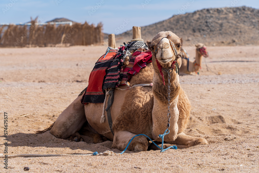Wielbłąd na pustyni. Camel in the desert