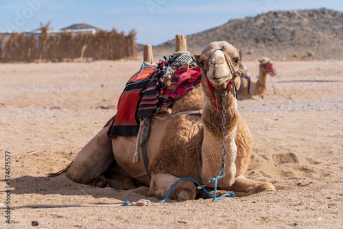 Wielb    d na pustyni. Camel in the desert 